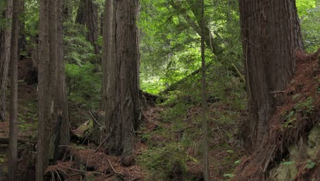 Suelo-De-Bosque-De-Agujas-De-Pino-En-Medio-De-Secoyas-De-Big-Sur