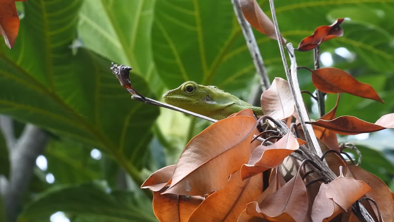 green chameleon on a dry tree branch HD video.