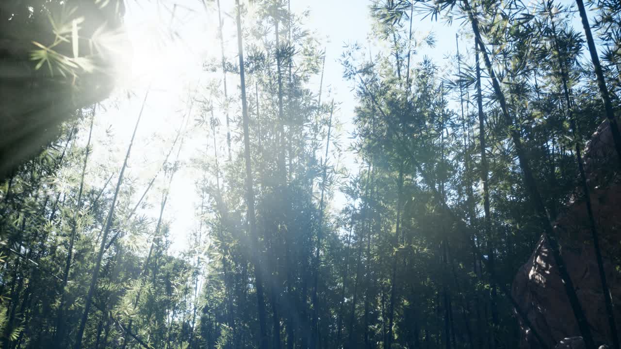 말레이시아 의 열대 열대 우림 에 있는 대나무 의 풍경