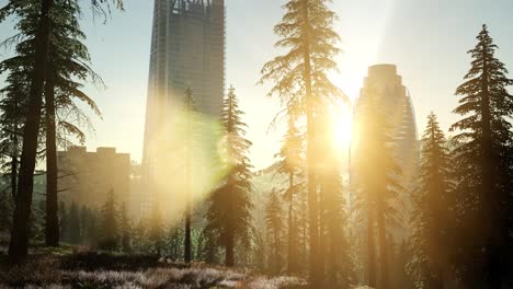 park forest and skyscrapes at sunset