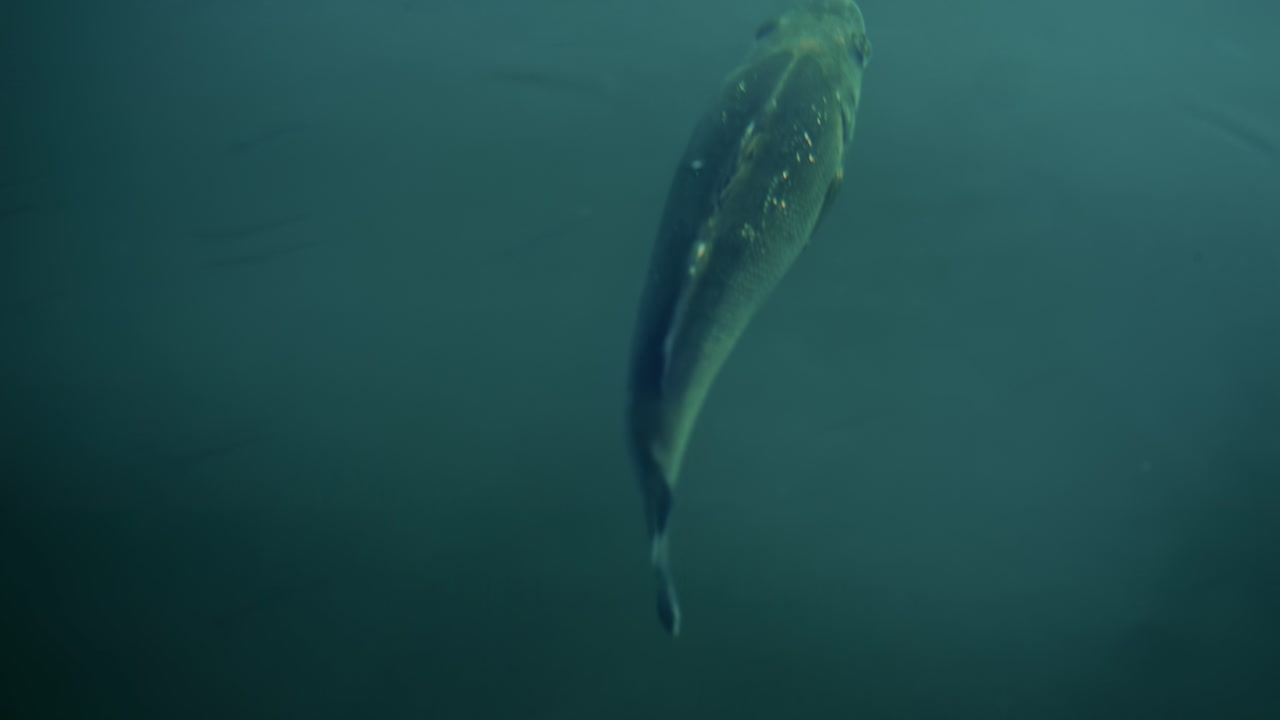 A single fish swimming calmly near the surface of greenish blue marina water