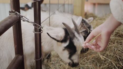 a child feeds goats hay, goats stick their heads through a fence and eat treats.