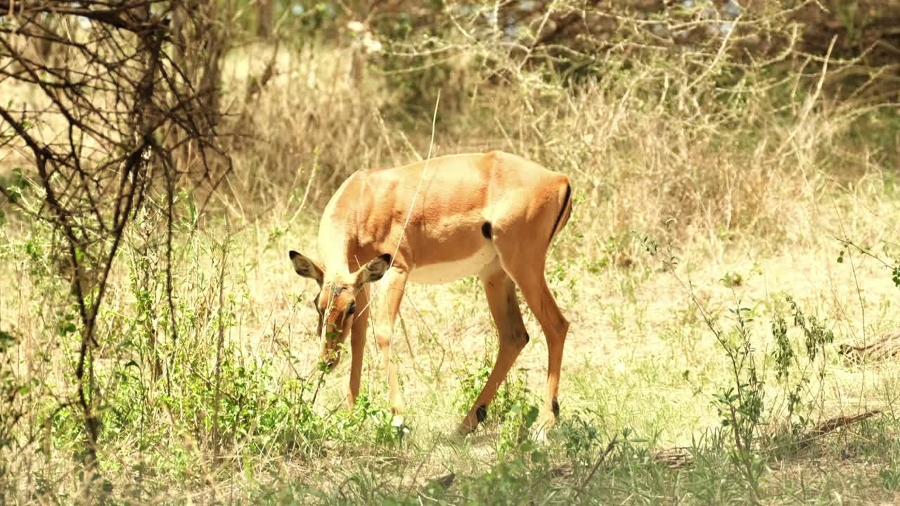 un gracioso antílope impala pastoreando en un prado de la sabana africana durante una ola de calor