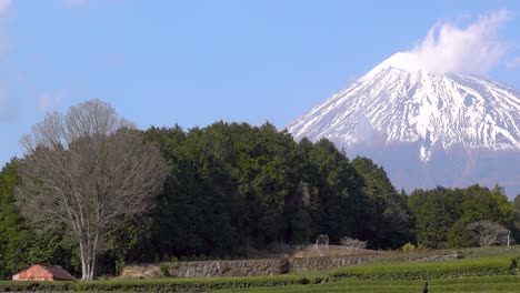 slow pan across mount fuji and green tea fields on the bottom