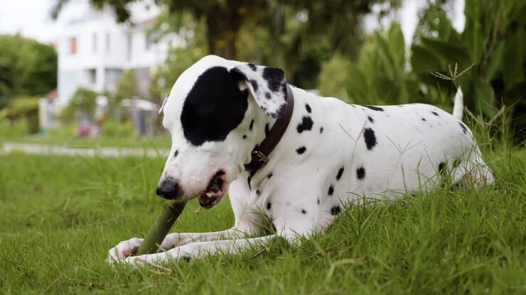 cane nel parco
