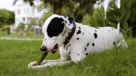 perro en el parque