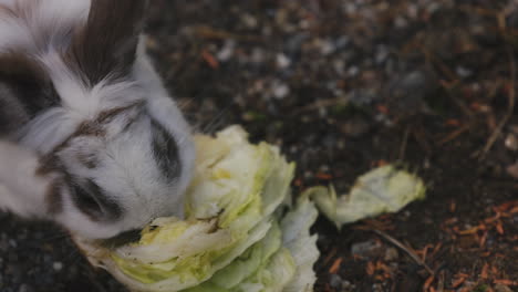 conejo manchado blanco come lechuga en cámara lenta