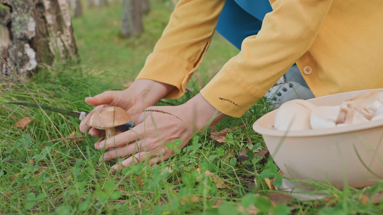 Primo piano di mani che raccolgono funghi maturi per il campeggio, mettendo le selezioni in una ciotola, manipolazione delicata per preservare cappelli e gambi, luce naturale su terreno muschioso, preparazione di un pasto stagionale da campo.