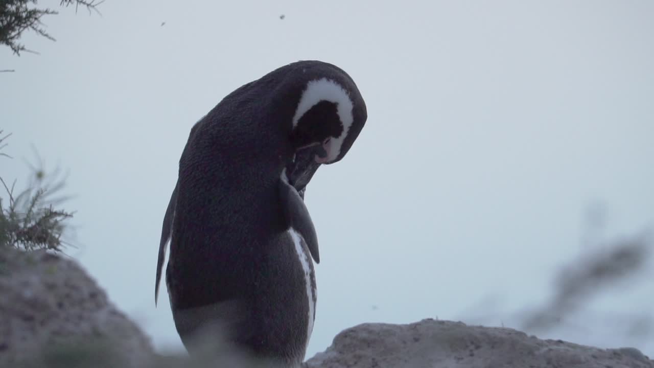 un pingüino magallánico blanco y negro limpiando sus penachos con insectos volando en el fondo - cámara lenta