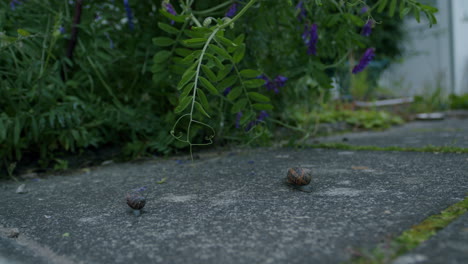 two snails crawling on a garden path