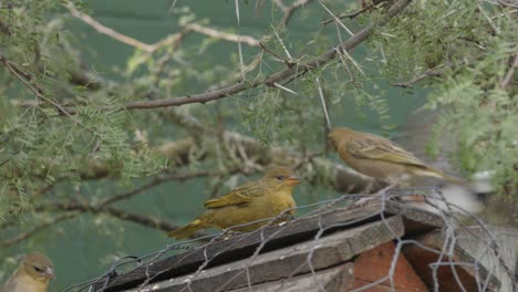 los pájaros tejedores parlotean locamente mientras compiten por comida en un comedero para pájaros