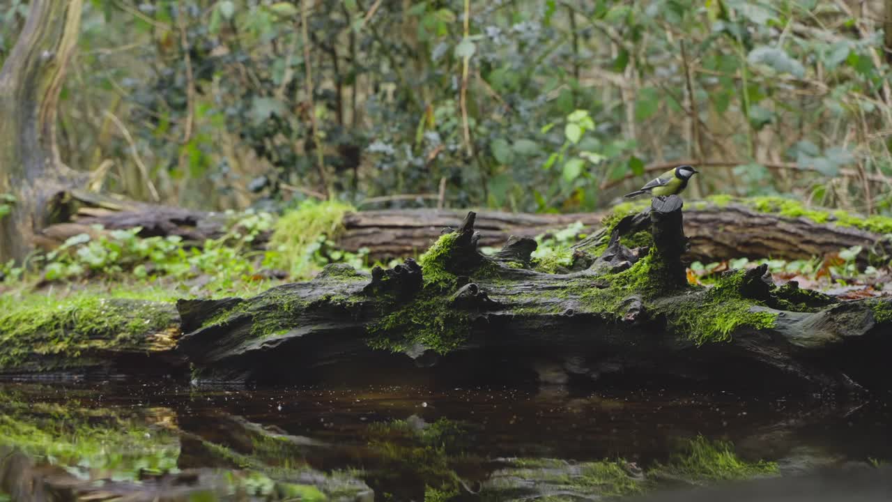 A brown rat and great tit foraging together on mossy ground by a forest pond in Drenthe