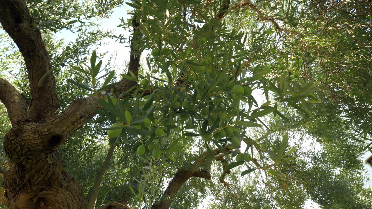 gran árbol de olivo fructífero en el jardín cerca de la casa