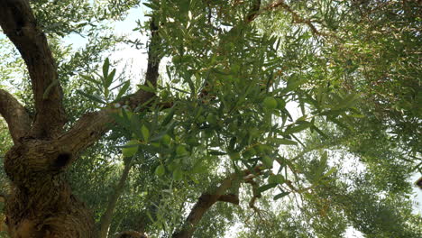 big fruitful olive tree in the garden near house