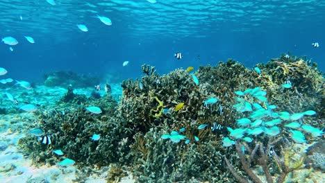 coral reef fishes swimming on deep tropical clear ocean