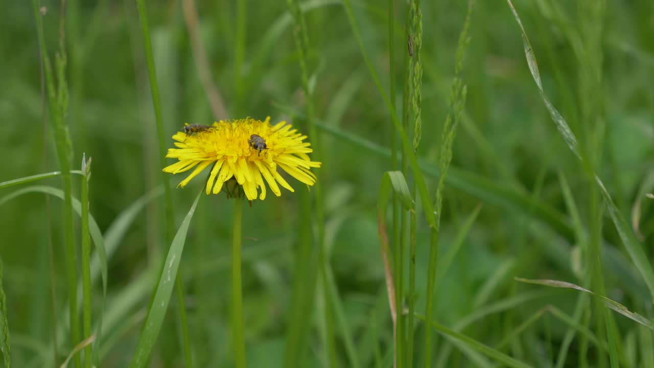 Dente di leone circondato da insetti