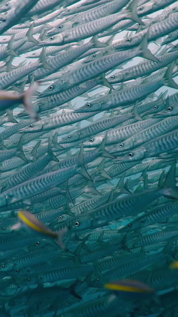 School of Barracuda Underwater