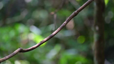 Seen-from-its-back-swinging-on-the-vine-opening-its-mouth-then-flies-towards-the-forest,-Blue-bearded-Bee-eater-Nyctyornis-athertoni,-Thailand