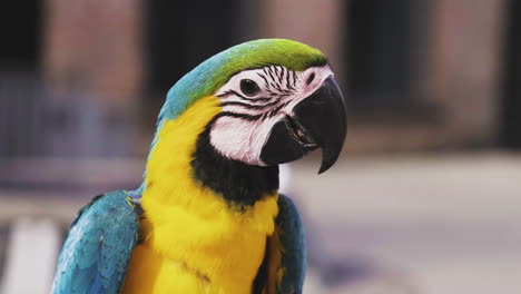 side view of a beautiful blue-and-yellow macaw perched on a branch with blurry background on its habitat