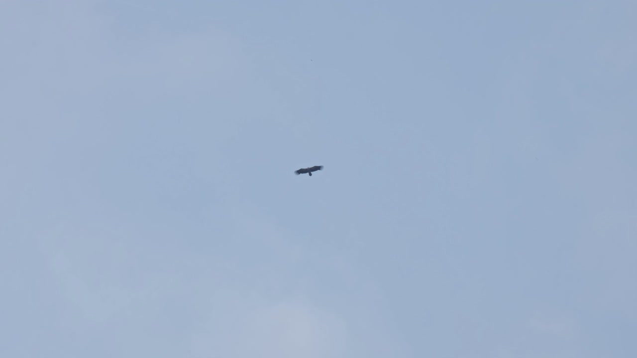 한낮에 열풍과 함께 높은 활공 비행, 히말라야 그리폰 독수리 집스 히말라옌시스, 태국