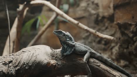 primer plano de un lagarto de cuello frillado en una selva tropical