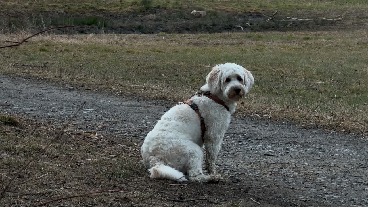 Cockapoo Labradoodle cream fur coat well behaved dog outdoor
