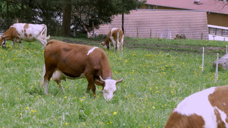 vacas suizas pastando en una ciudad