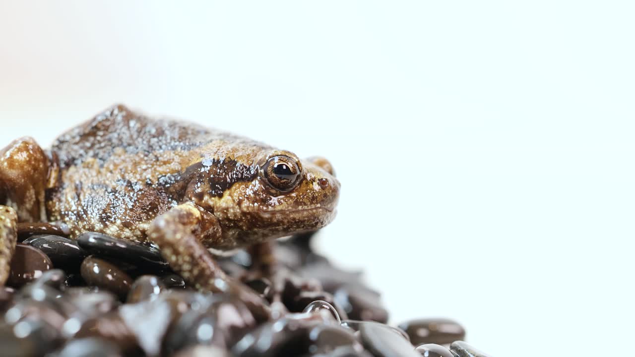 A small brown amphibian sits on dark wet rocks, rhythmically breathing in a brightly lit studio with a clean white background and minimal camera movement