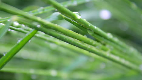 morning dew on grass