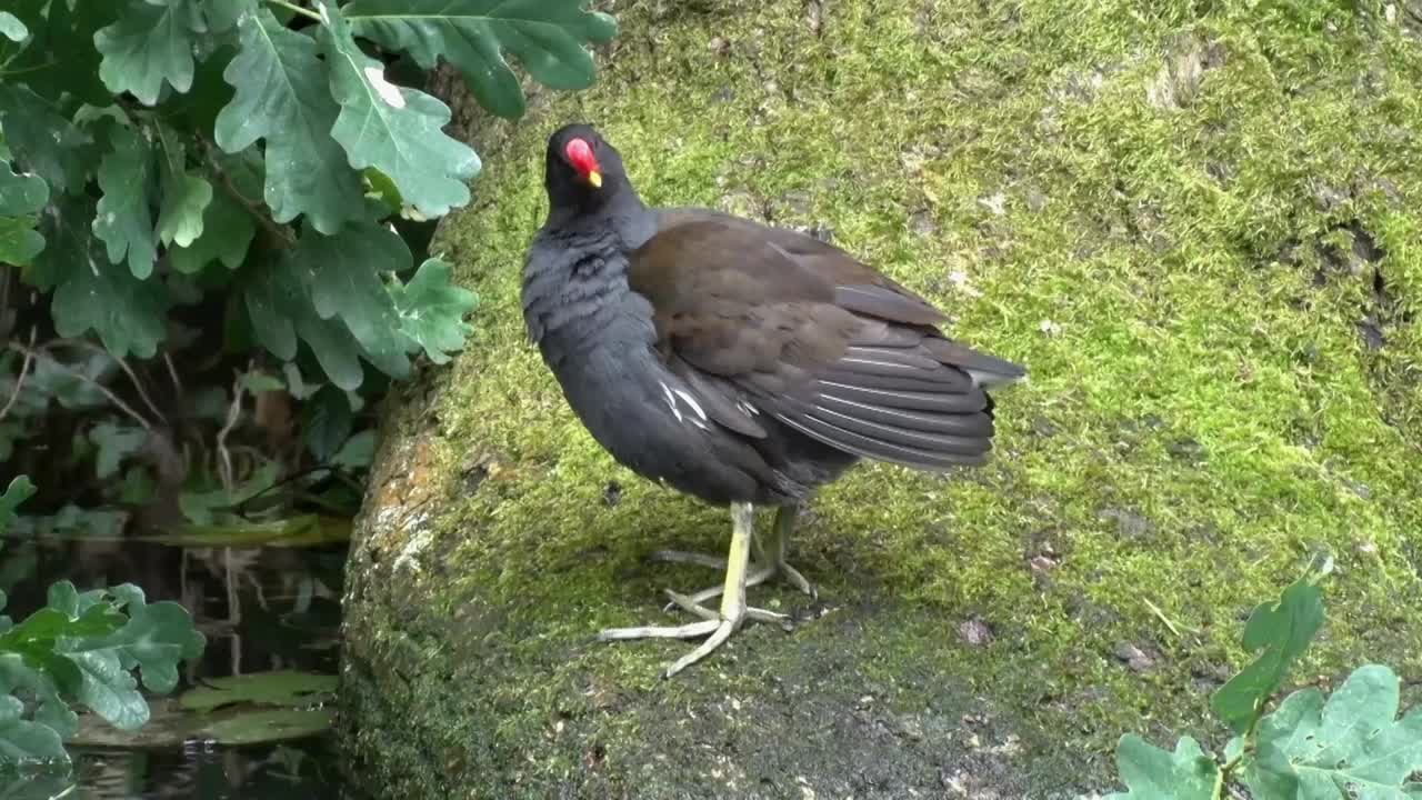 un solo moreno adulto, gallinula chloropus, se apaña en un tronco de árbol junto a un canal