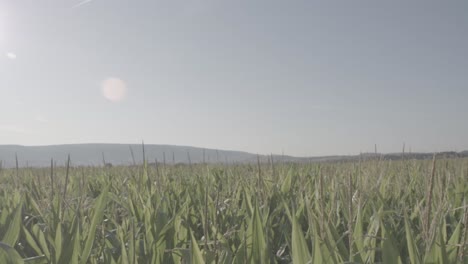 cornfield in franconia with fichtelgebirge in the background - 8 - log footage