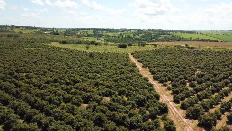 Linker-Schwenk-über-Eine-Grüne-Plantage,-Baumreihen-In-Der-Luft-Eines-Obstgartens