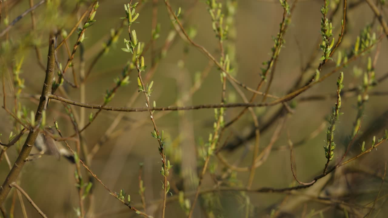 Small Bird Perched on Willow Branch