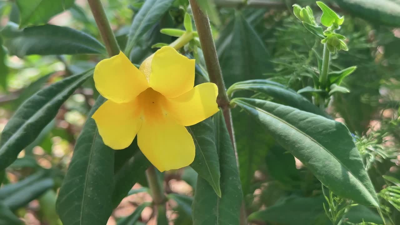 Closeup shot of yellow flower of Allamanda cathartica