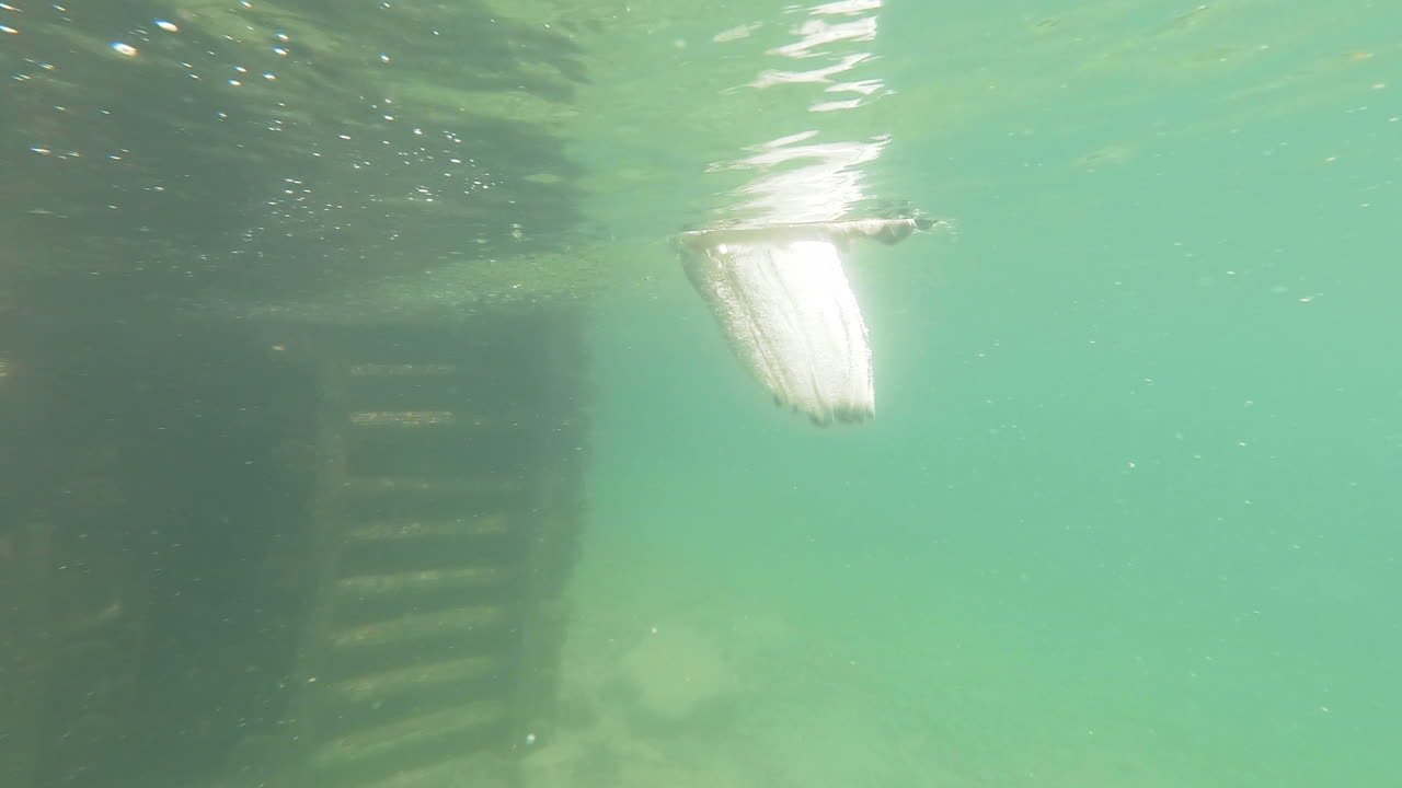 몬타나 호수에서 물 아래에서 개 다이빙 보기