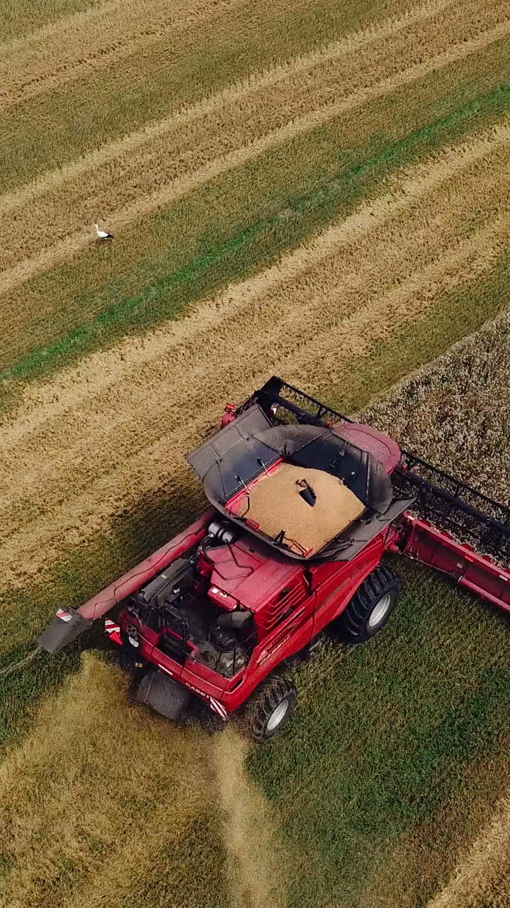 Wheat Harvesting. Combine harvester working on sunny summer day. Aerial view. Vertical video