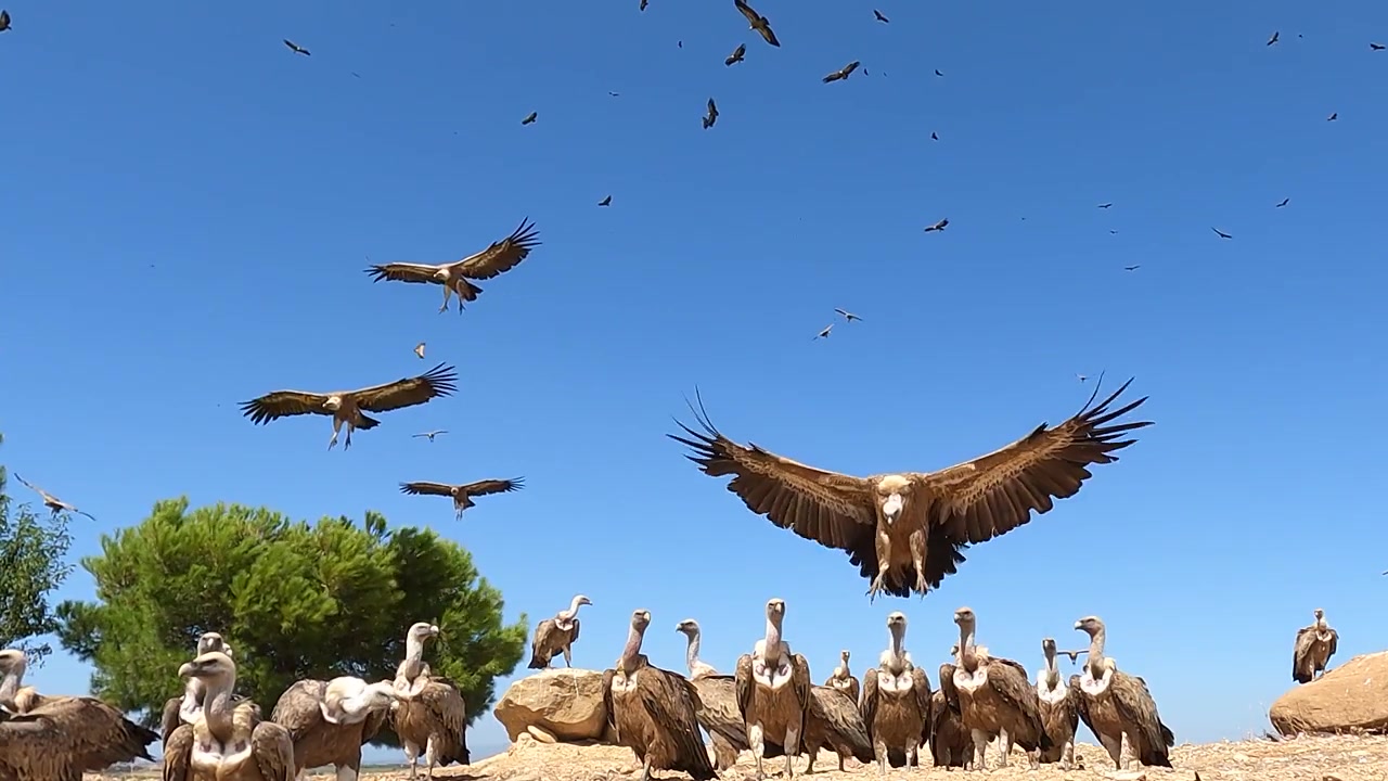 Grifoni che mangiano a terra in Spagna mentre altri si lanciano in picchiata e atterrano intorno al sito di alimentazione. Filmato stock dinamico in primo piano di uccelli spazzini che si radunano e alimentazione per la conservazione della fauna selvatica