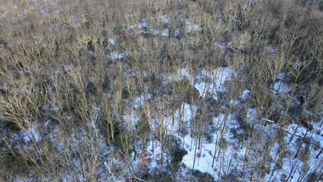 Top-down-view-of-a-bare-tree-canopy-and-snowy-forest-floor-during-winter