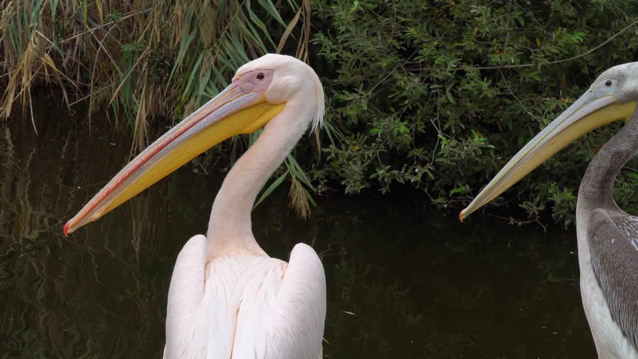 Close-up profile shot of the head and beak of a big pelican on the shore of a pond