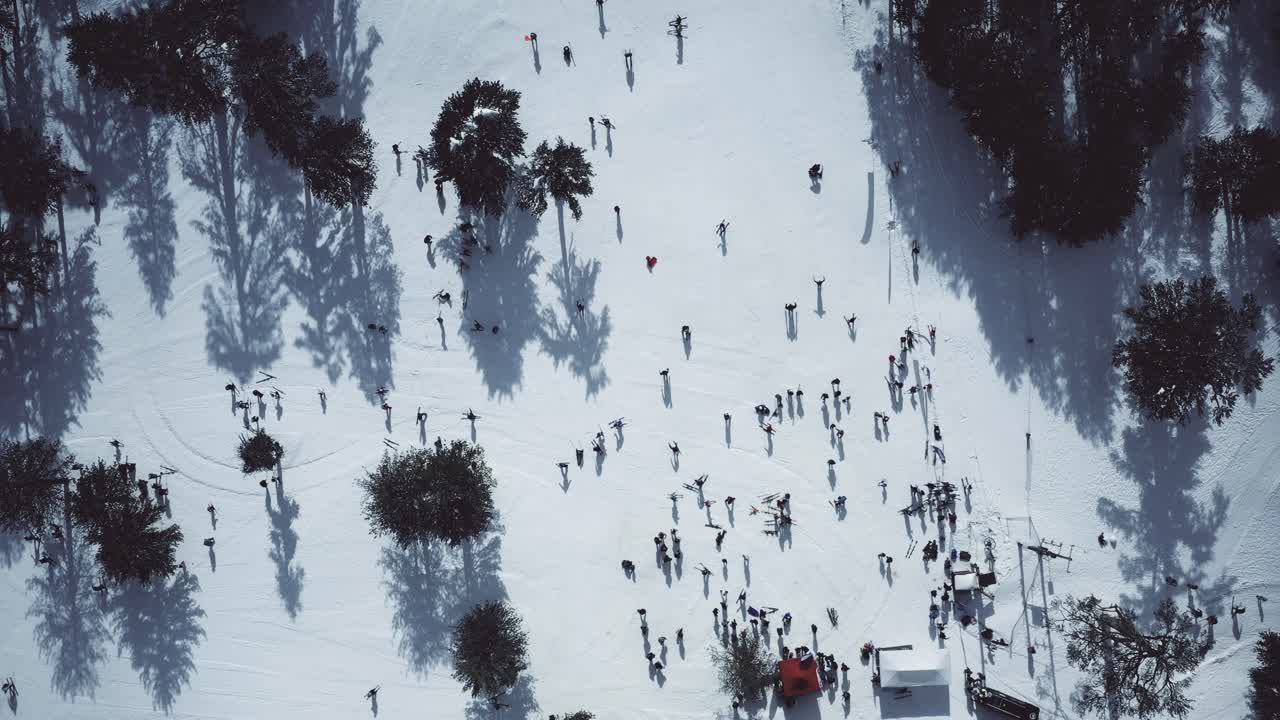 지중해의 설산과 소나무 숲