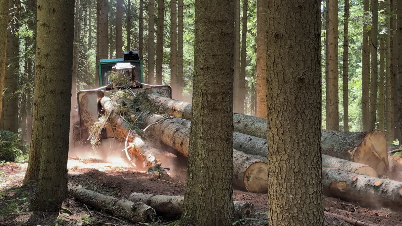 Tractor pulling away trees from timber harvesting that were cut earlier in a dens green forest. deforestation. wide shot, sunny day