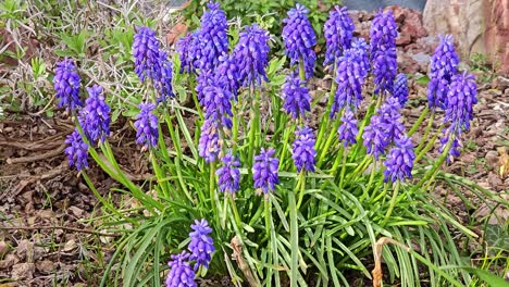 purple periwinkle  in springtime