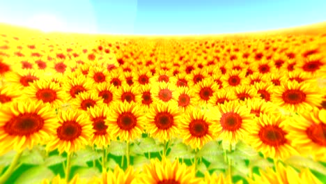 garden filled with sunflowers, loop animation,