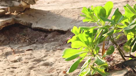 time-lapse of a plant growing in soil