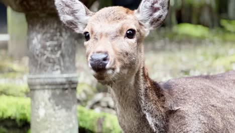 sika deer doe looking curiously in shinto shrine in nara park, japan