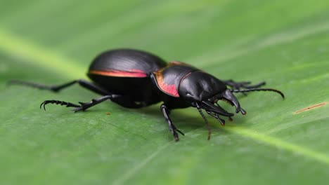 large ground beetle, mouhotia batesi