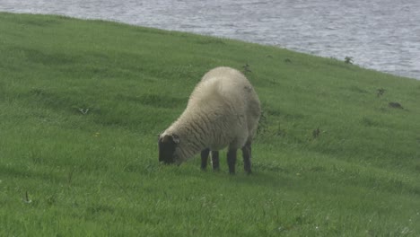 sheeps eating gras