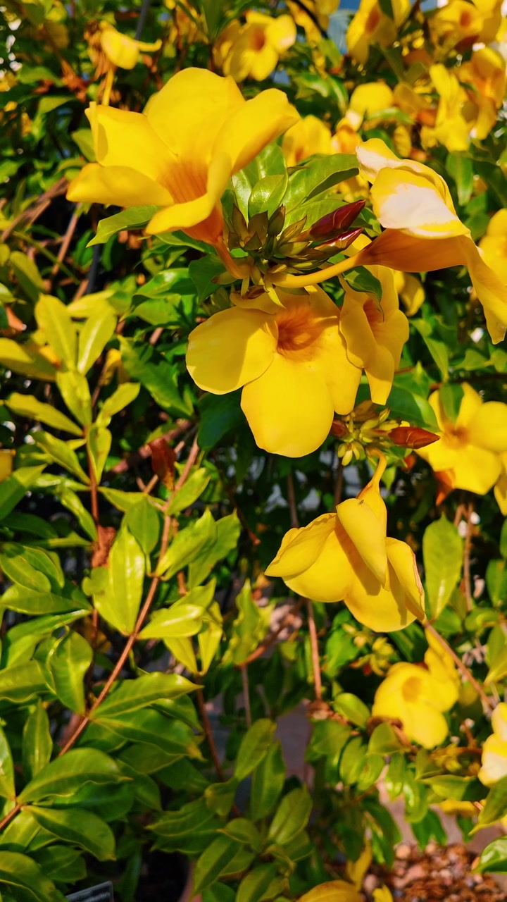 Close up of yellow Allamanda flowers in garden. Detailed view of bright yellow trumpet shaped flowers with green leaves and sunlight.
