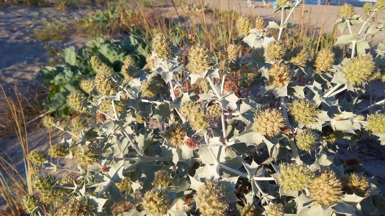 Eryngium maritimum. Stikkende blomster med tornede blade. Fotograferet ved sandklitter om sommeren. Fotograferet om aftenen.