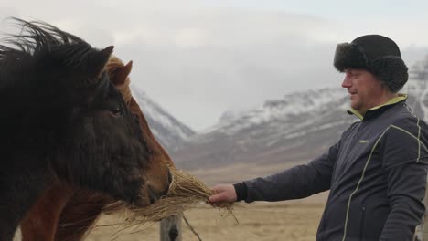 tourist feed chestnut with flaxen mane and dark brown islandic horse